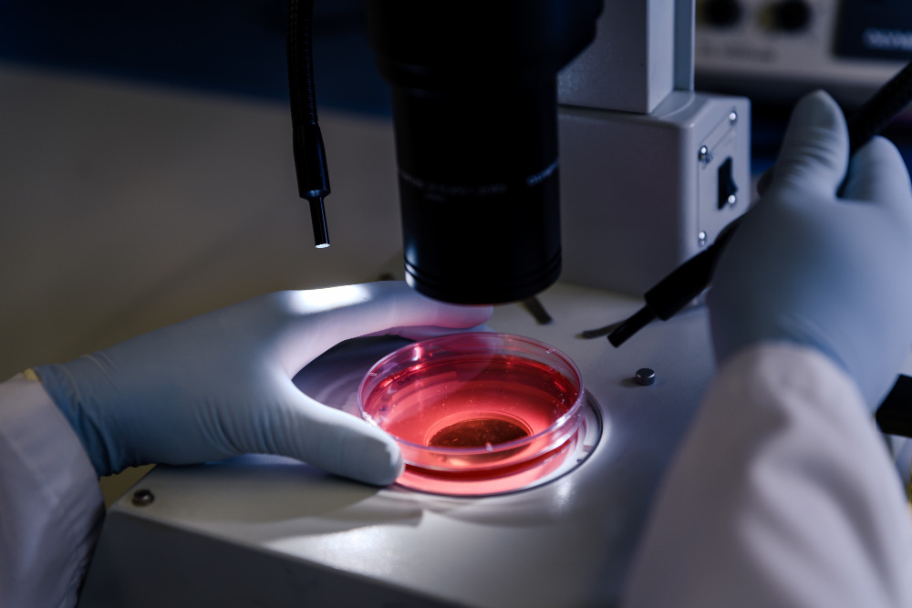 Close-up of a laboratory technician wearing protective gloves examining a sample in a petri dish under a microscope in a microbiology laboratory, demonstrating advanced microbial testing and analysis.